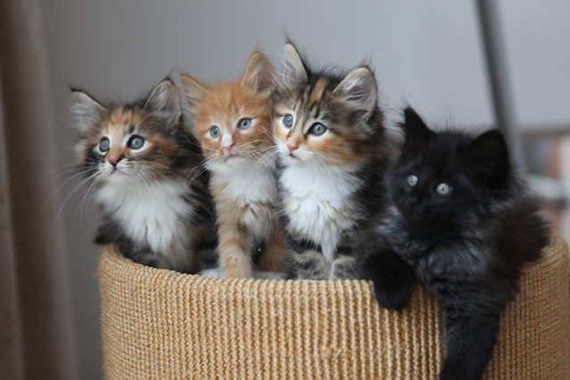 Un sistema informático desacoplado casi es tan bueno como un sistema informático compuesto por gatitos, foto por Pieter Lanser en CC